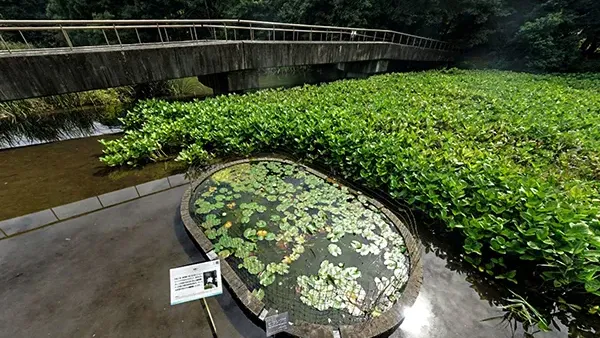 茨城県のスイレンの花おすすめ季節観光名所の筑波実験植物園・水生植物区画VRツアー