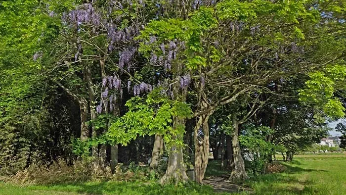 茨城県つくば市おすすめスポット葛城天満宮の藤の巨木の花の案内VRツアー