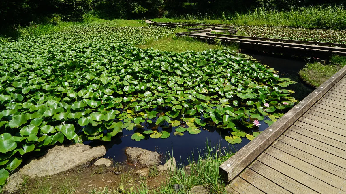 高崎自然の森のスイレンの花・池のVRツアー