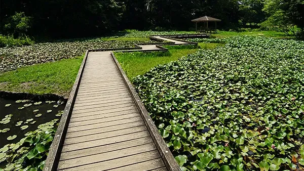 茨城県のスイレンの花・池おすすめ季節観光名所の高崎自然の森VRツアー