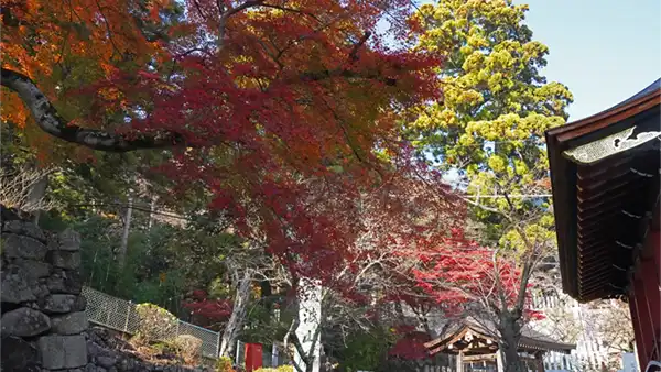筑波山神社新橋の西側の紅葉