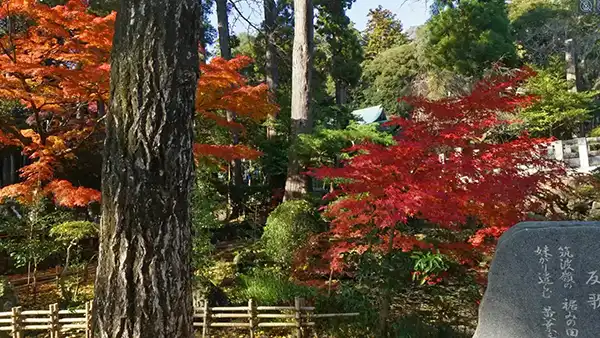 筑波山神社神門西側の紅葉VRツアー