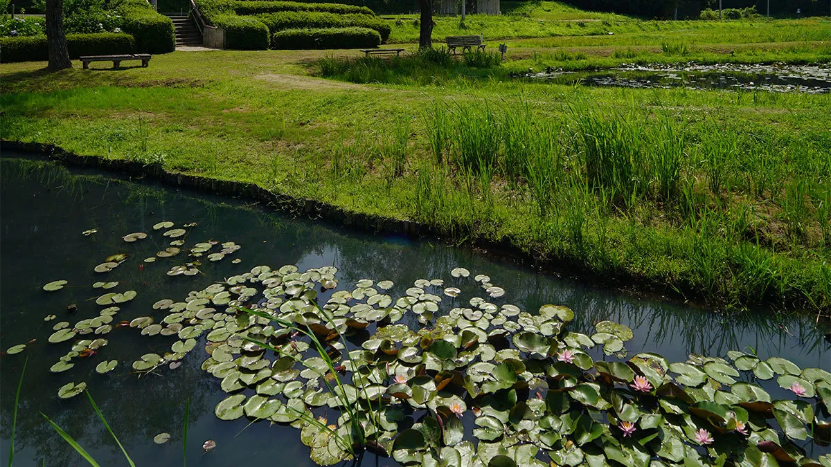 牛久市観光アヤメ園のスイレンの花・池のVRツアー