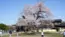 茨城県坂東市の歓喜寺の江戸彼岸桜の満開の写真