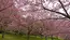 常陸大宮市のやすらぎの里公園の八重桜の満開の写真