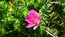 鹿嶋市のハマナス自生南限地帯のハマナスの開花の写真