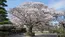 水戸市の弘道館の右近の桜の開花状況