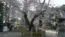 水戸八幡宮の右近の桜の満開の写真
