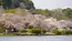 水戸市の偕楽園・千波湖付近の桜の開花の様子写真