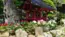 茨城県桜川市の雨引観音の牡丹の開花写真