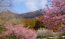 茨城県つくば市の筑波ふれあいの里の河津桜と梅の満開の様子