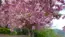 いばらきフラワーパークの八重桜の花の開花の状況写真