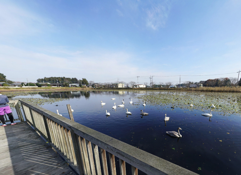 茨城県小美玉市の池花池の白鳥