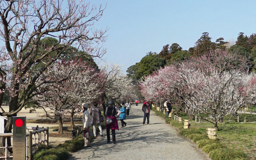 水戸市の偕楽園の梅まつり