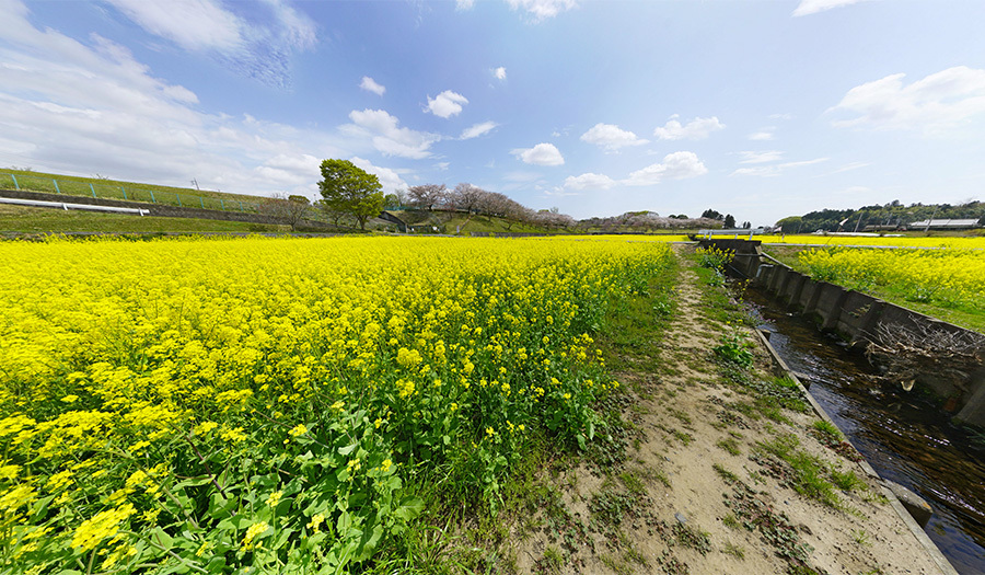 茨城県小美玉市希望ヶ丘公園：菜の花畑