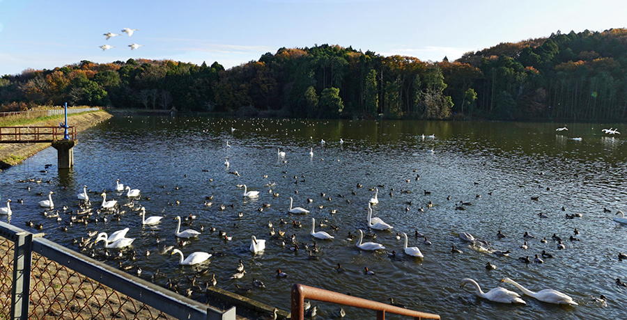茨城県那珂市の古徳沼の白鳥越冬地の写真