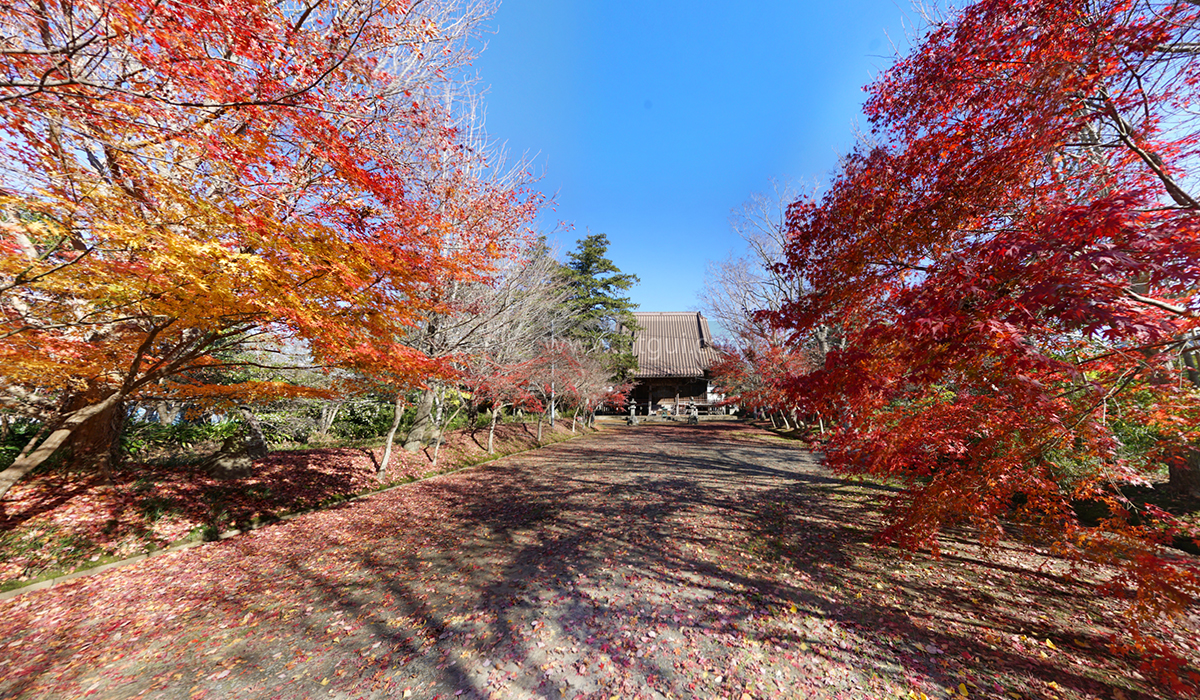 行方市の東福寺の紅葉