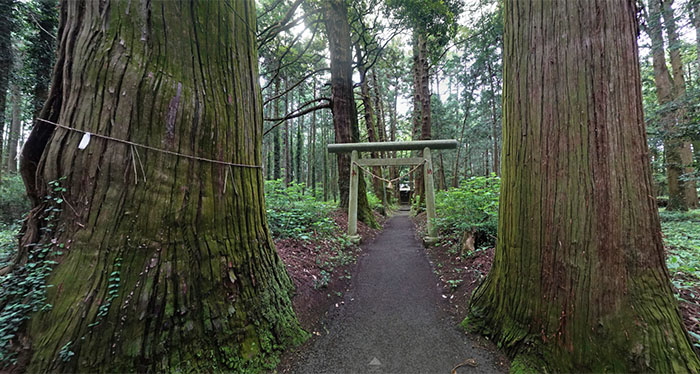 城里町の青山神社の参道と杉の巨木