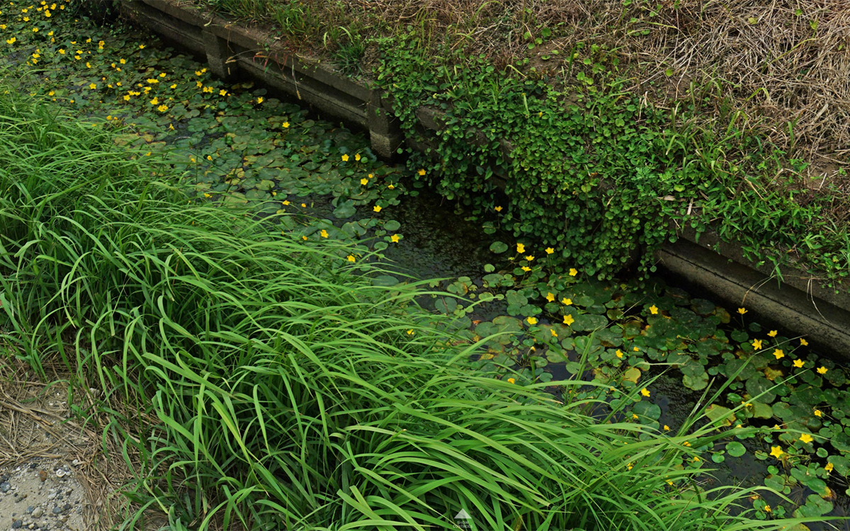 茨城県神栖市の用水路のアサザ