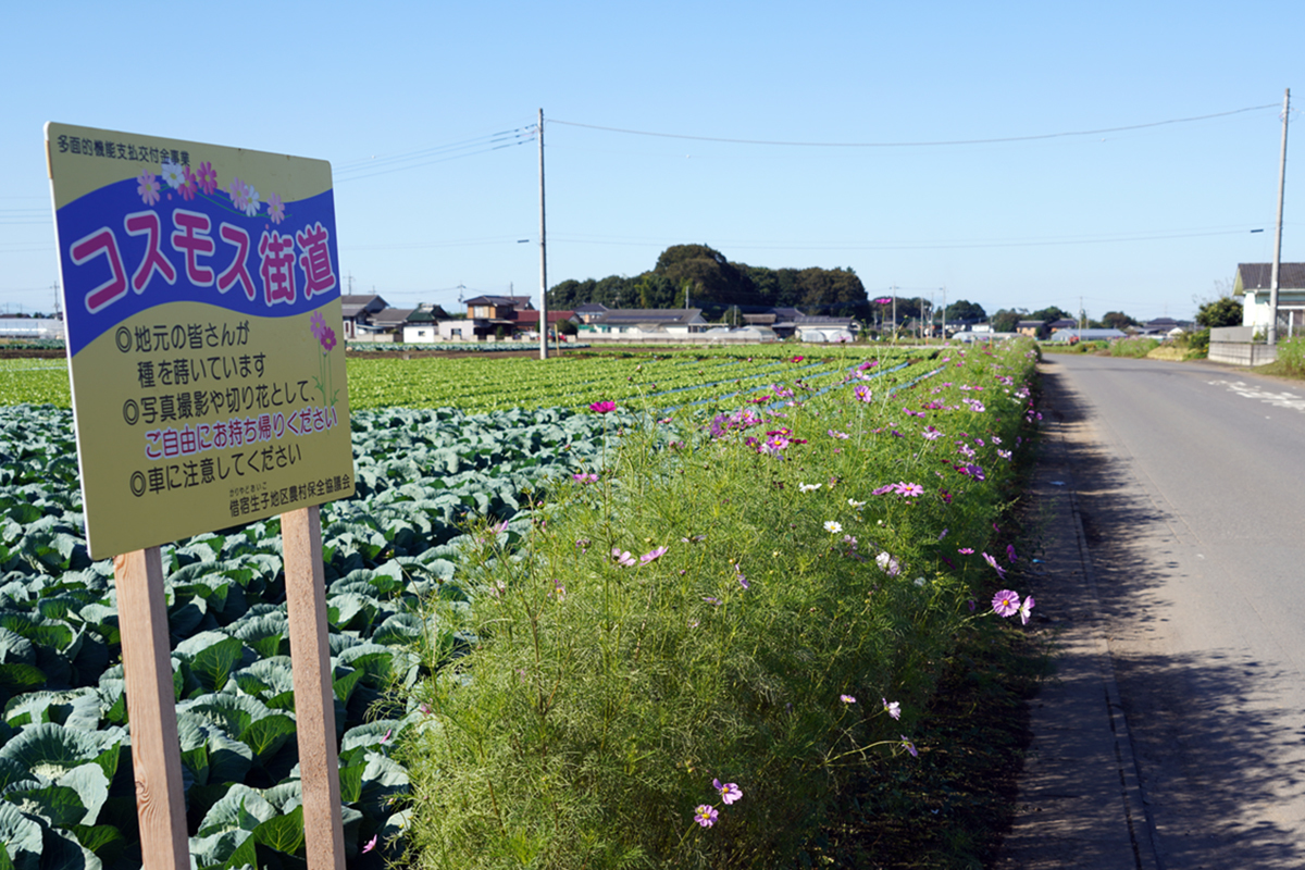 茨城県坂東市の借宿生子のコスモス街道の開花の様子