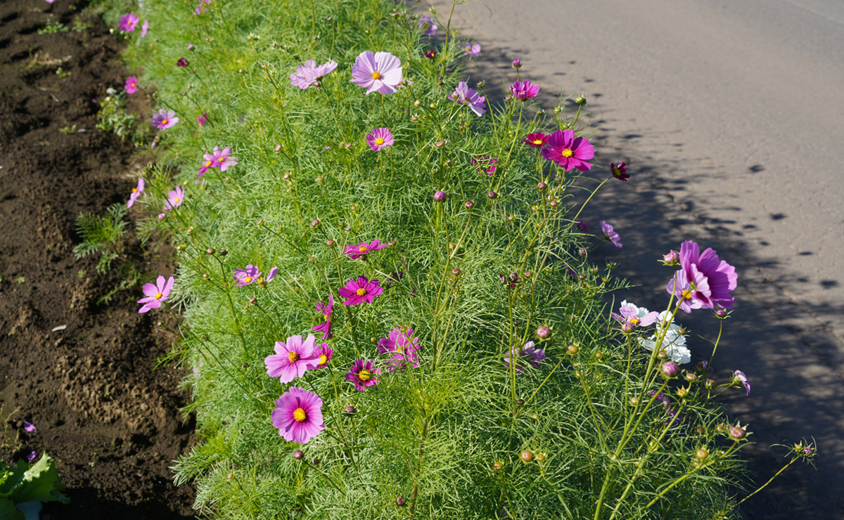 コスモス街道で北部の生子地区のコスモスの開花の様子