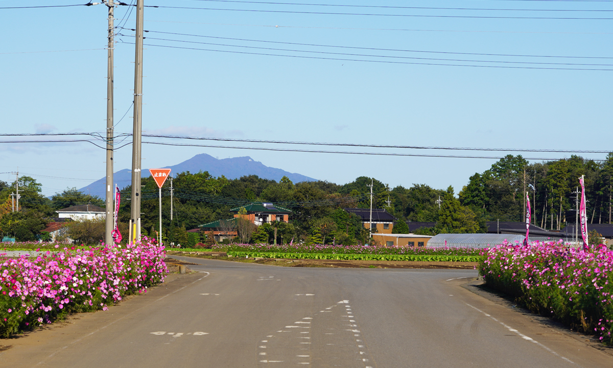 坂東市生子のコスモス街道の北側景観