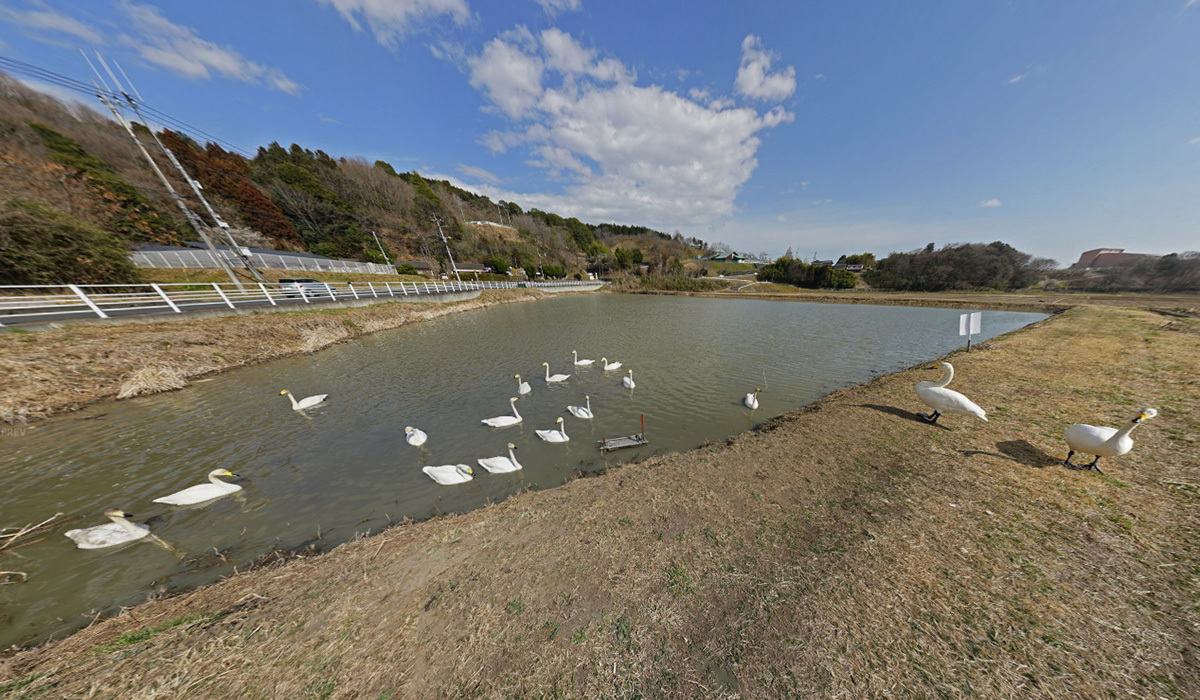 常陸太田市の白鳥飛来地・五反田溜池の白鳥