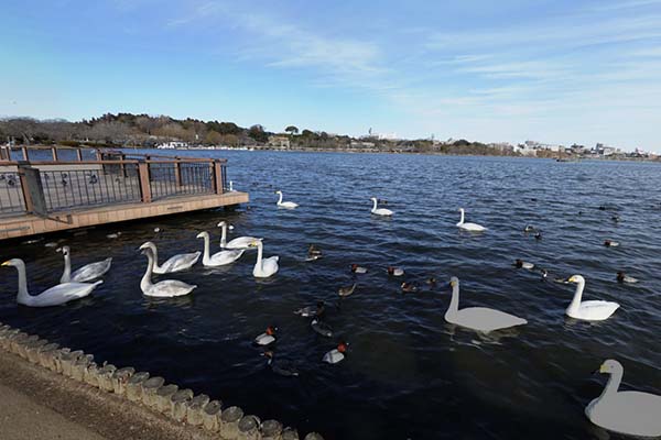 千波湖の白鳥・オオハクチョウ