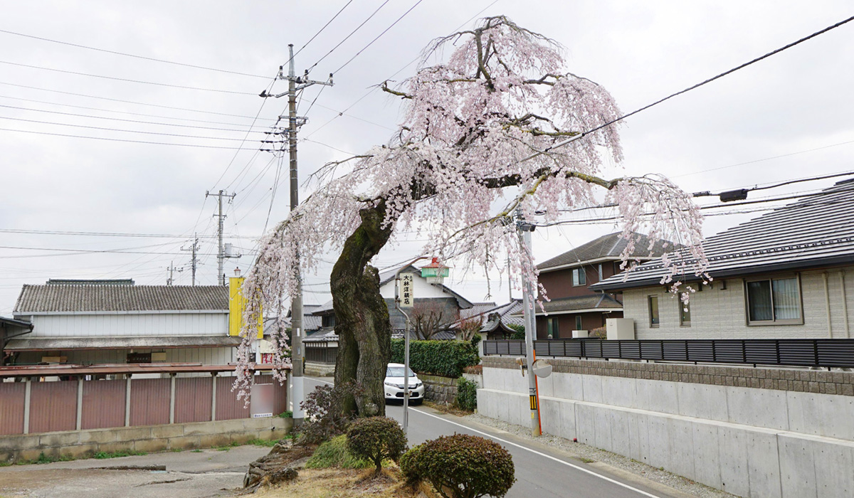 下妻市の高道祖のしだれ桜