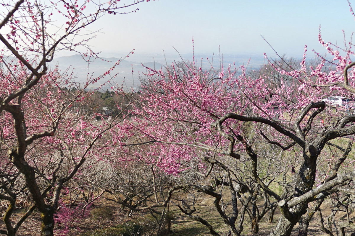 筑波山梅林の紅梅開花状況