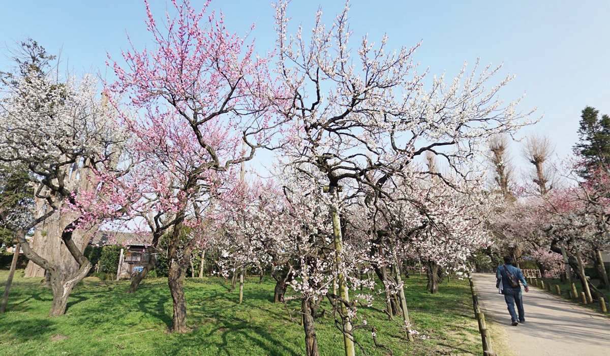 水戸市の弘道館公園の梅林・梅園の梅まつり