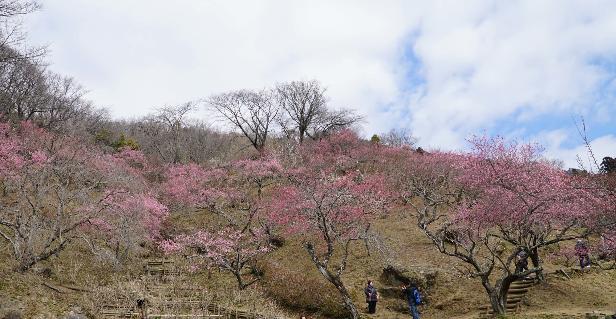 筑波梅林の3月4日の開花状況