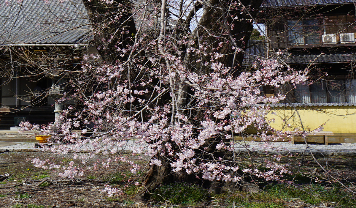 歓喜寺の江戸彼岸桜の南側下部の桜の枝