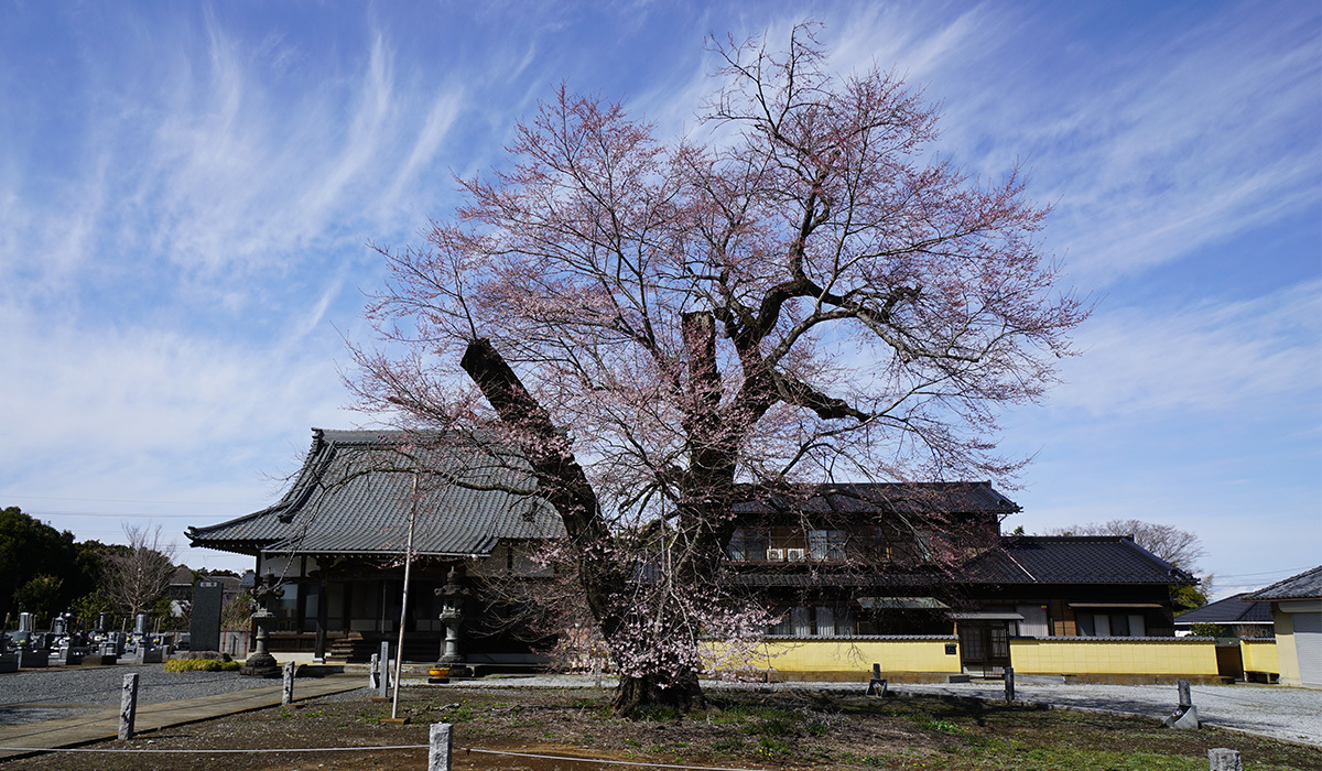 茨城県坂東市の歓喜寺の江戸彼岸桜取材写真