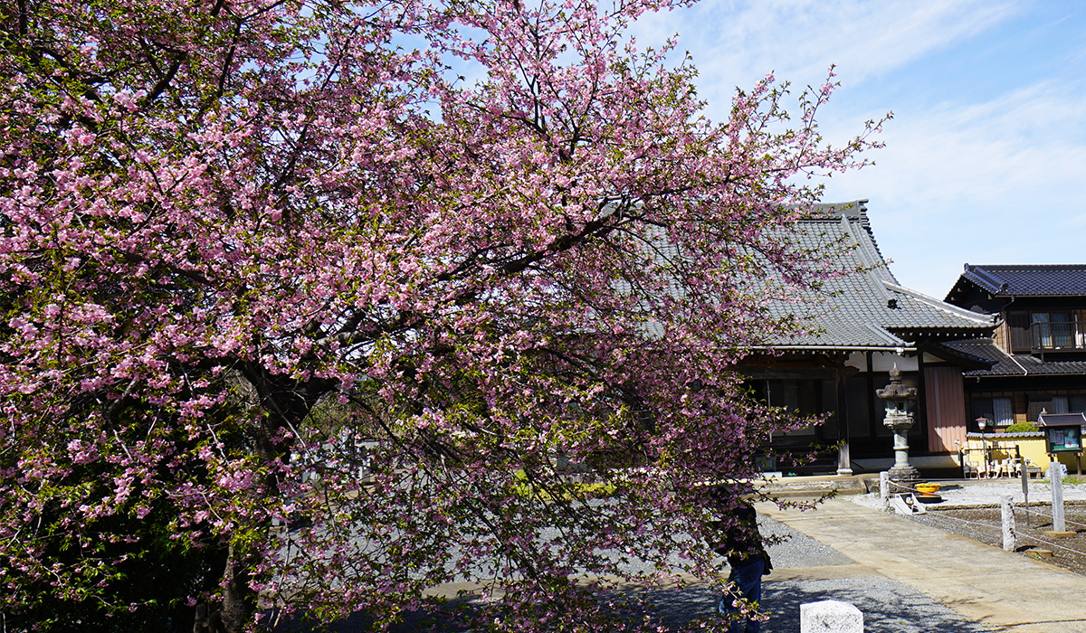 歓喜寺の本堂前左側の川津桜