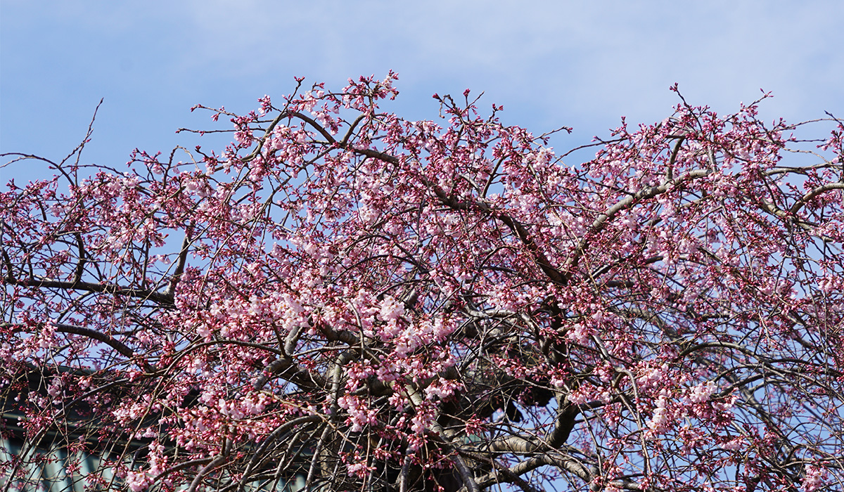 般若院の江戸彼岸桜の開花写真