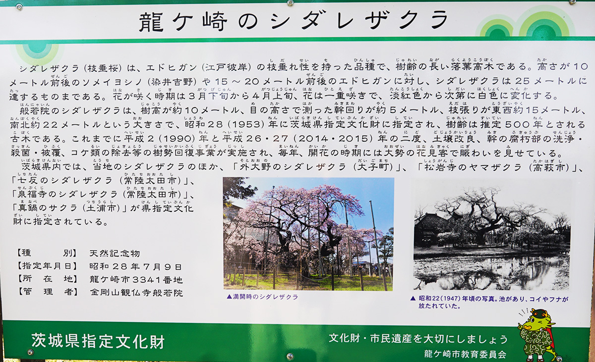 茨城県の天然記念物の「龍ヶ崎のシダレザクラ」の説明板
