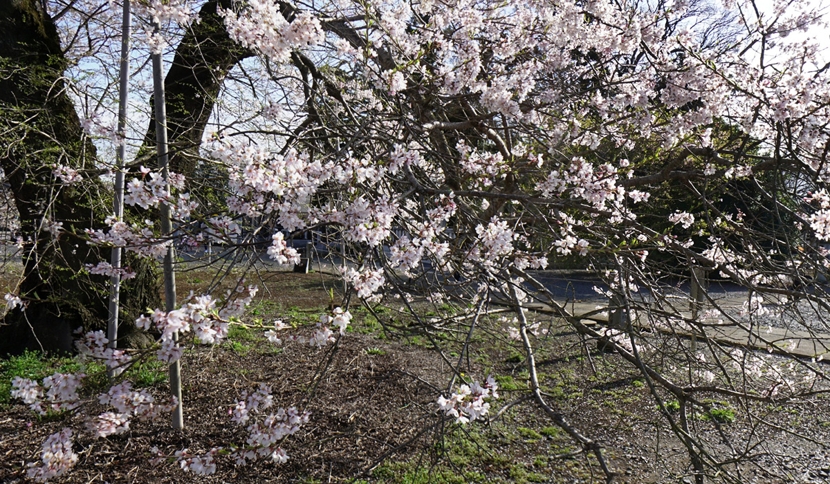 坂東市のしだれ桜の花の状況と見頃