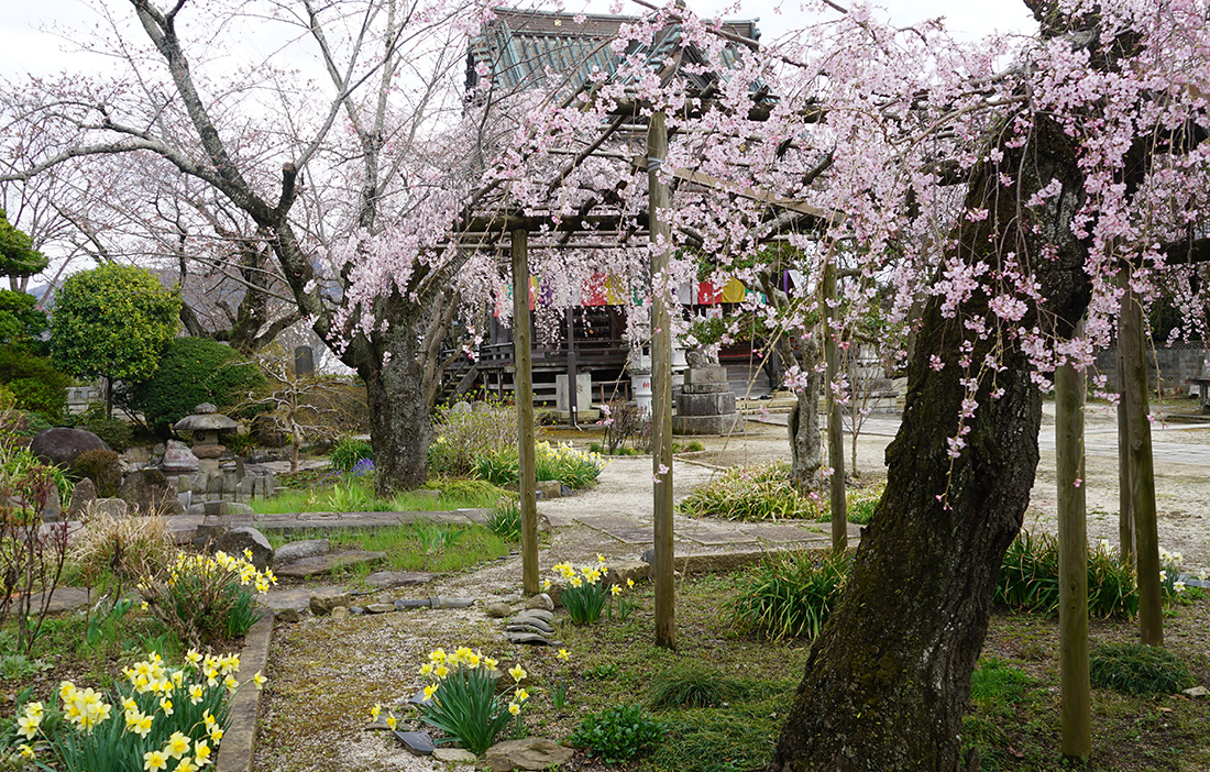 泉子育観音・慶龍寺のしだれ桜・ソメイヨシノ・スイセンの写真