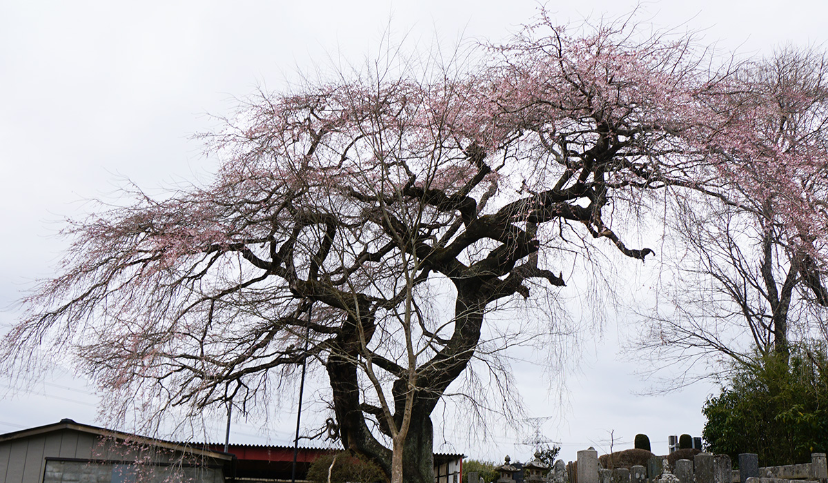 茨城県大子町の上岡のしだれざくら