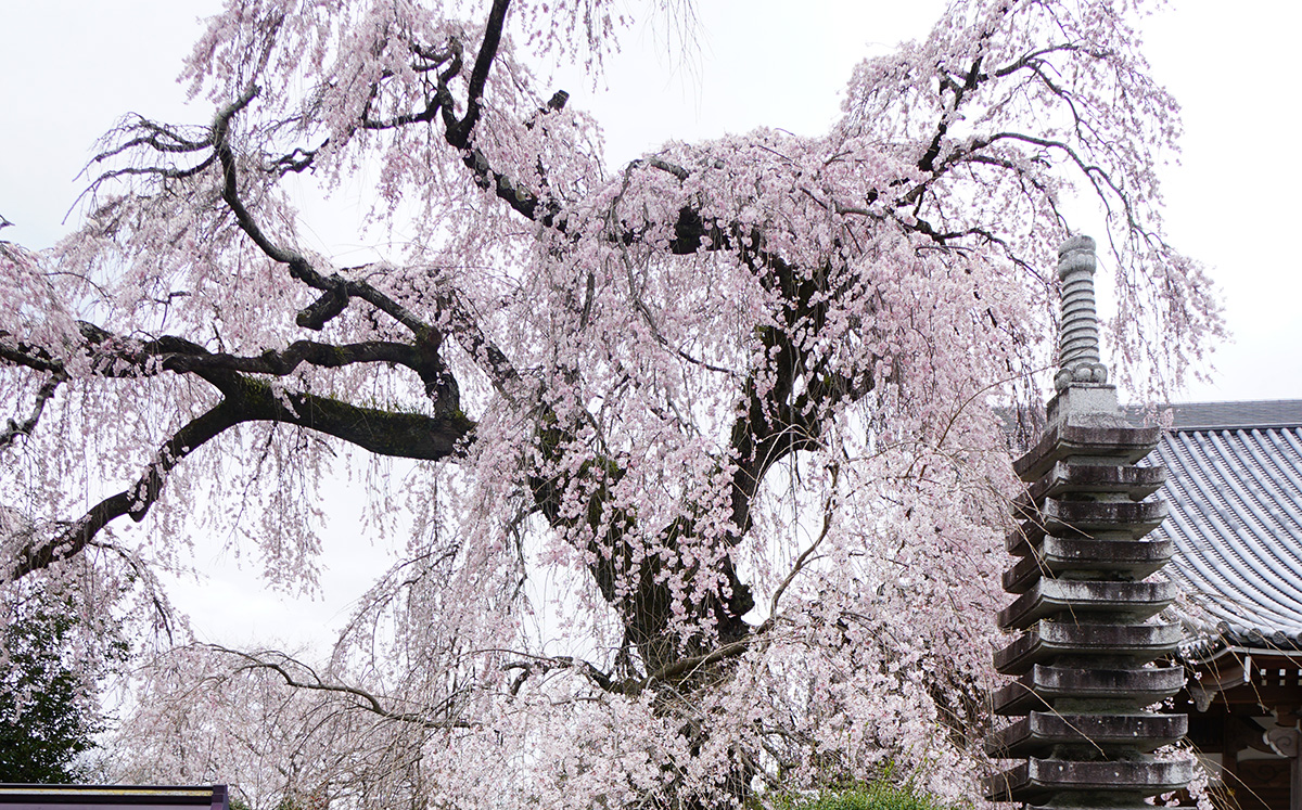 茨城県常陸大宮市の西方寺のしだれ桜