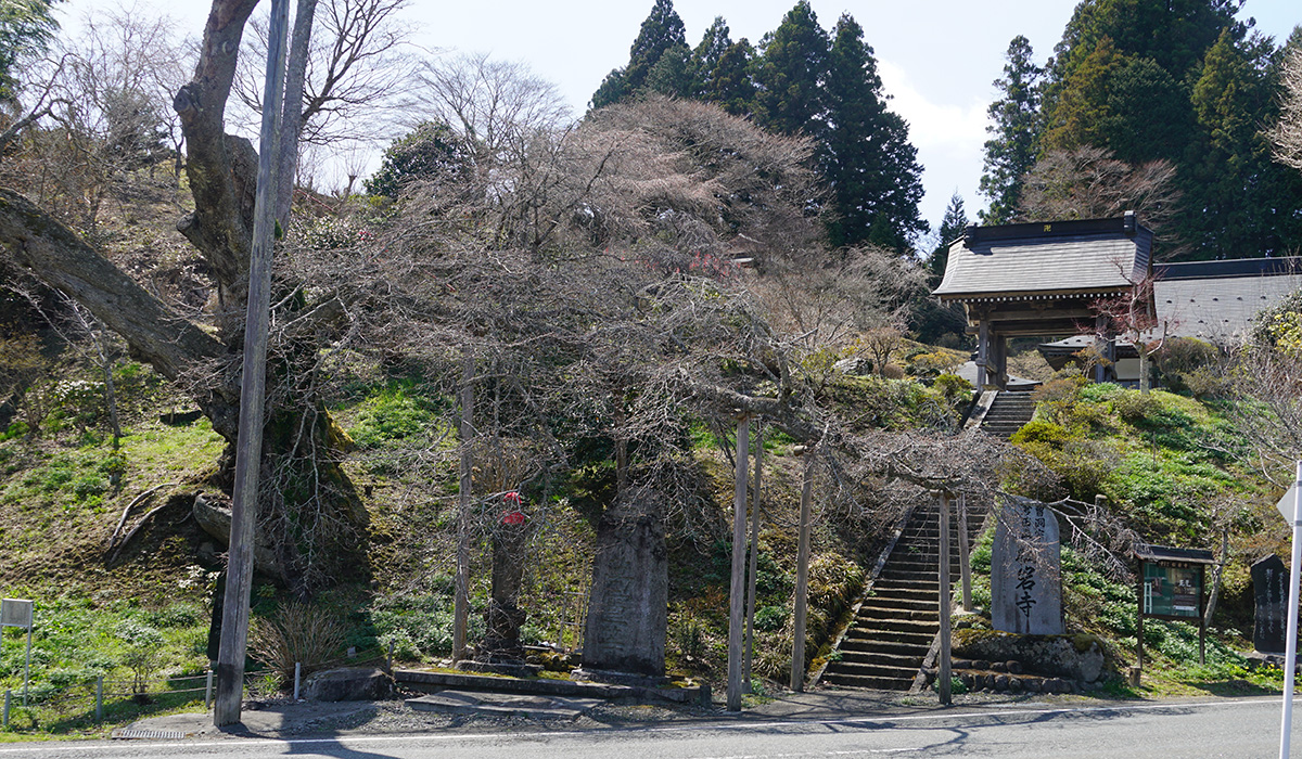 4月9日付北茨城市の松願寺の山桜の古木