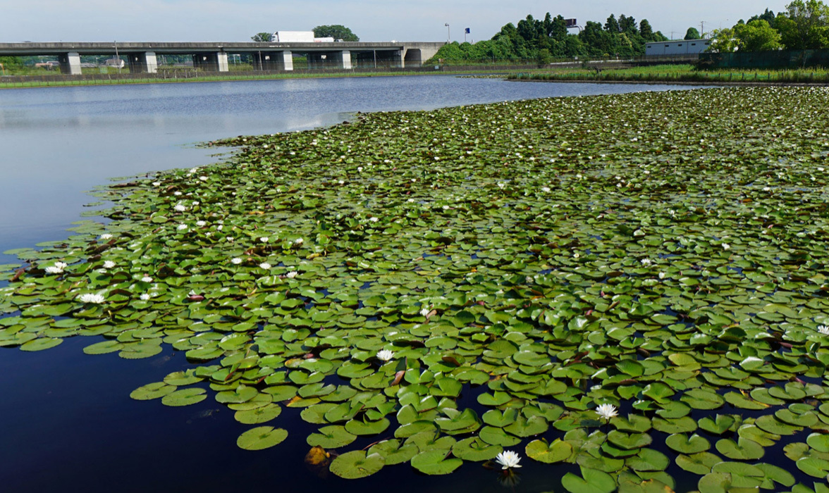 土浦市の乙戸水生植物園のスイレンの開花案内