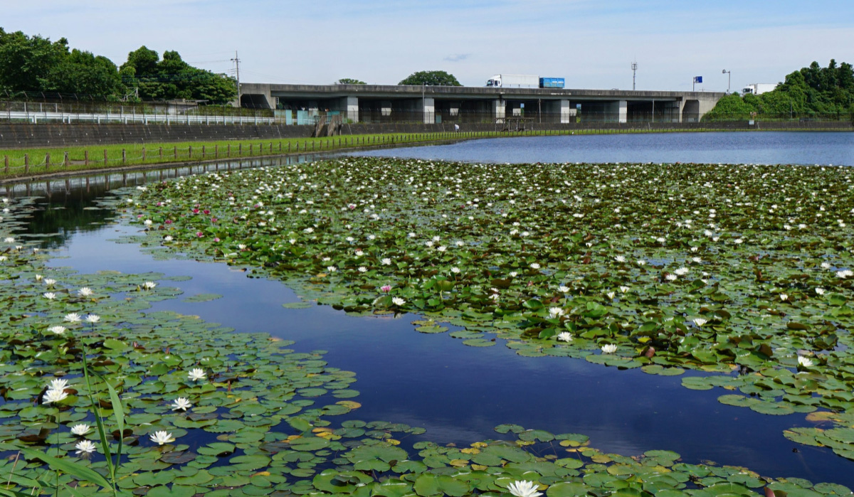 土浦市の乙戸水生植物園・西側のスイレン