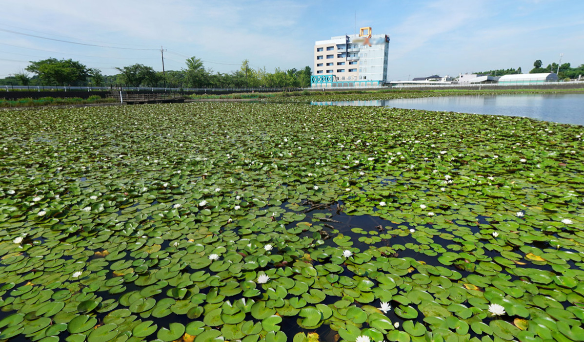 土浦市の乙戸水生植物園・東側のスイレン