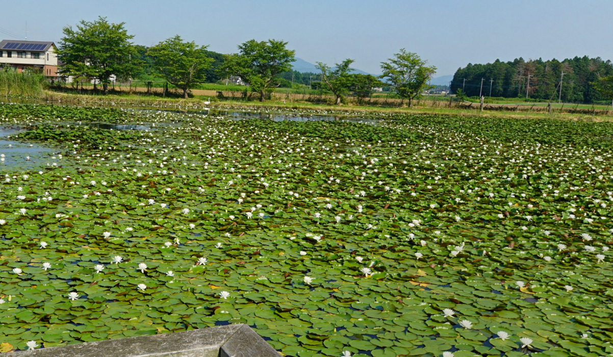 小美玉市池花池のスイレン