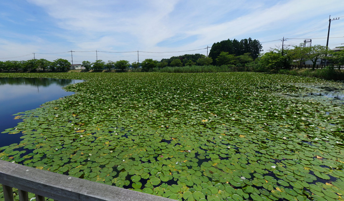 小美玉市池花池の東側のスイレン