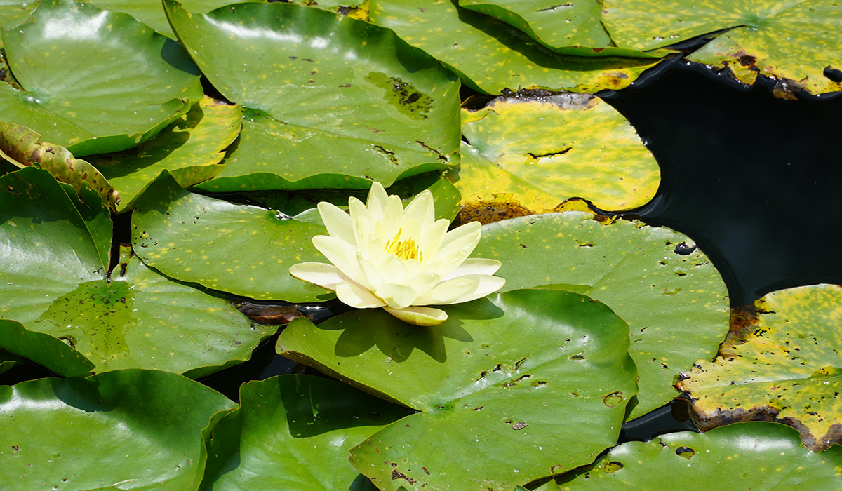 つくば市一杯館池(花室池)のスイレンの花の写真