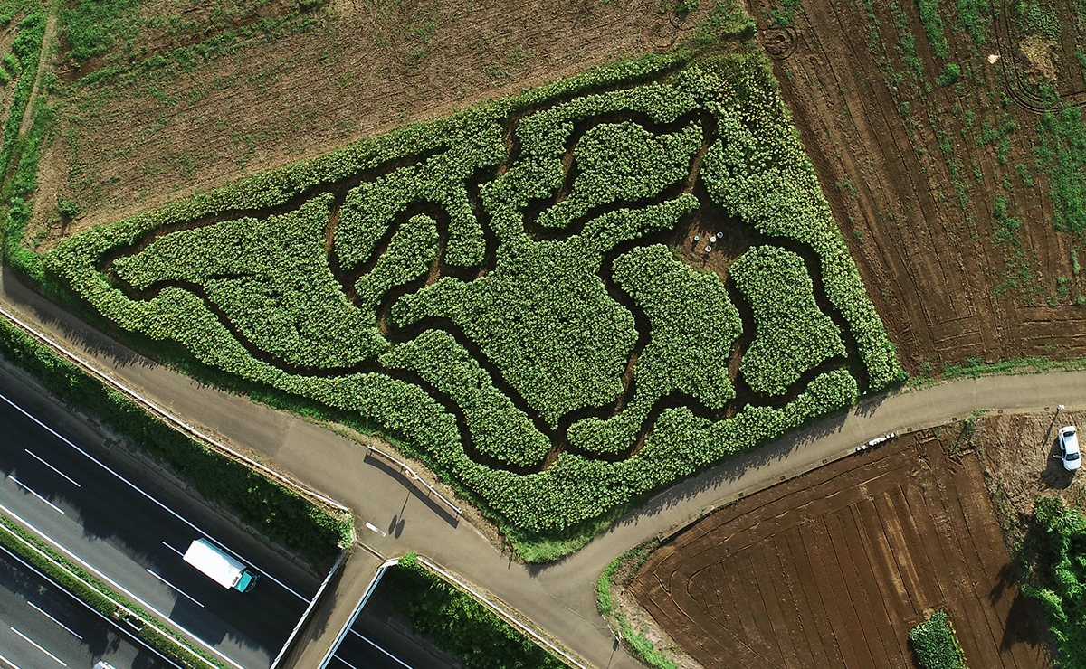 茨城県つくば市上岡のひまわり畑迷路の空撮写真