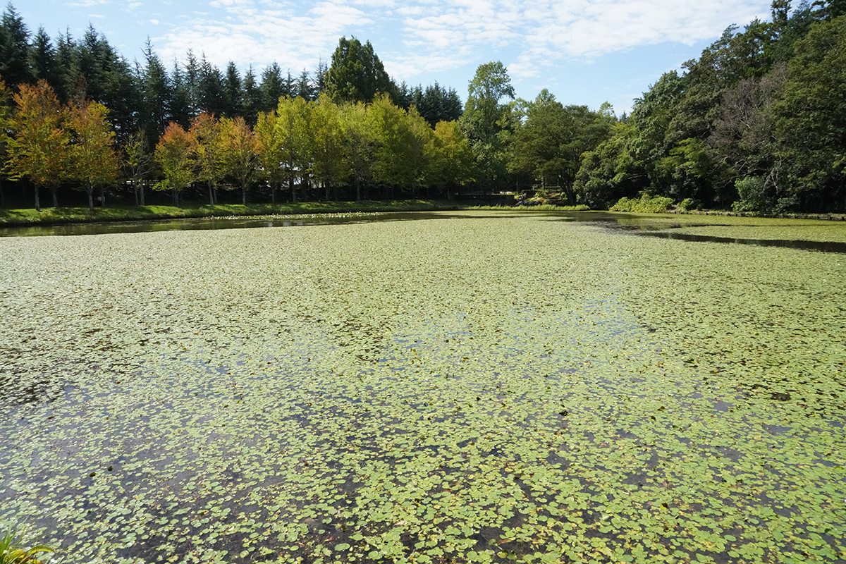 水戸市植物公園の小池のアサザ風景